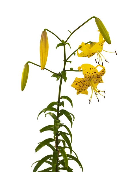 Branch Yellow Lilies Citronella Asian Hybrids Buds Blossoming Flower White — Stock Photo, Image