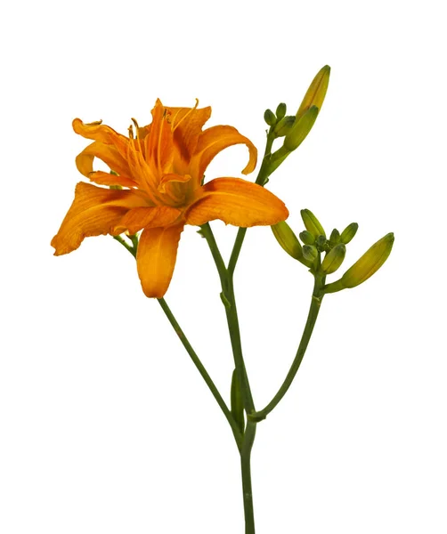 Daylily Hemerocallis Damasco Beleza Fulva Kwanso Sobre Fundo Branco Isolado — Fotografia de Stock