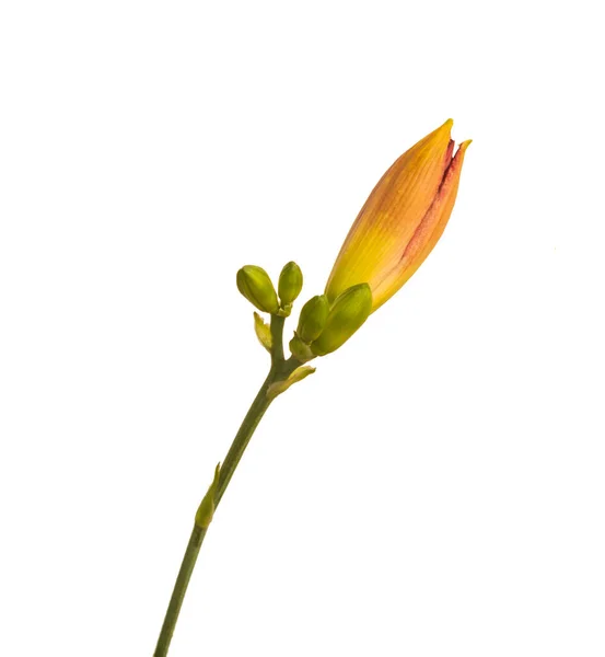 Virágzó Kettős Napliliom Hibrid Korai Korai Szarvasgomba Fehér Alapon Elszigetelt — Stock Fotó