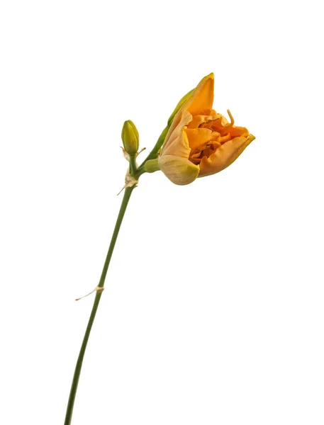 Fioritura Doppio Ibrido Daylily Early Early Truffle Uno Sfondo Bianco — Foto Stock