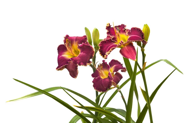 Purple Daylily Corrugated Yellow Border David Kirchhoff White Background Isolated — Stock Photo, Image