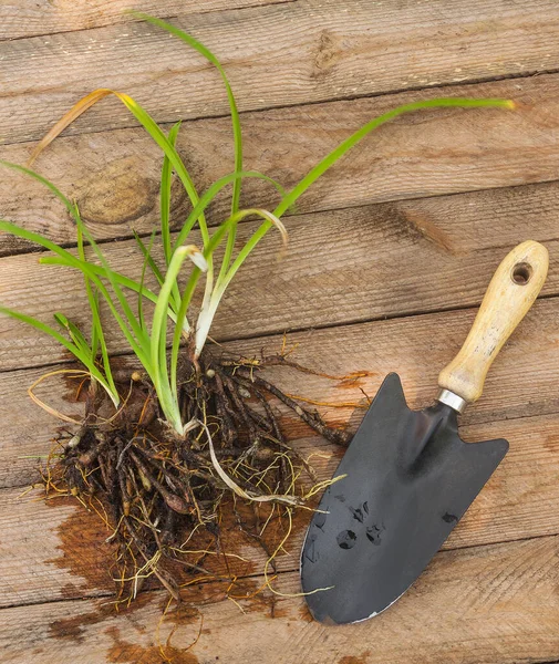Root Plant Daylily Hemerocallis Planting Garden Wooden Table — Stock Photo, Image
