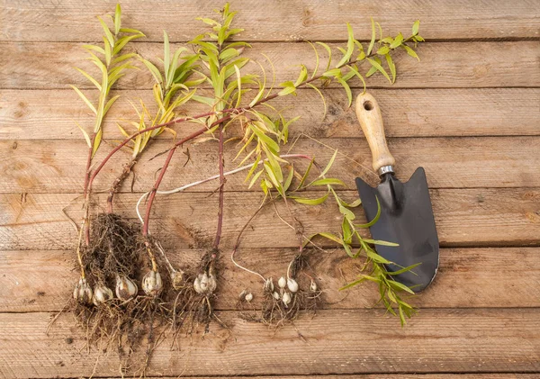 Lily Bulbs Asian Hybrids Wooden Table Garden Shovel — Stock Photo, Image