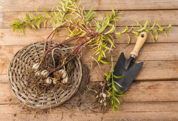 Tuinschep Asiatische Leliebollen Een Houten Tafel — Stockfoto