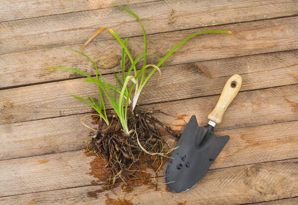 Root of the plant Daylily (Hemerocallis), for planting in the garden on wooden table