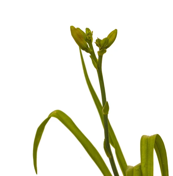 바탕에 꽃봉오리가 있는건 Hemerocallis — 스톡 사진