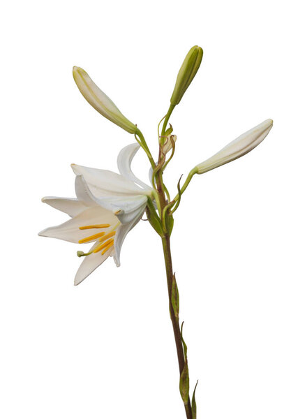 Lilium candidum or the Madonna lily on a white background isolated