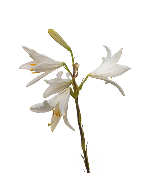 Lilium candidum or the Madonna lily on a white background isolated