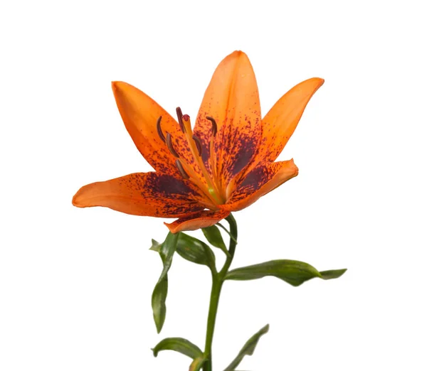 Orange Lily Ibridi Asiatici Pixie Series Uno Sfondo Bianco Isolato — Foto Stock