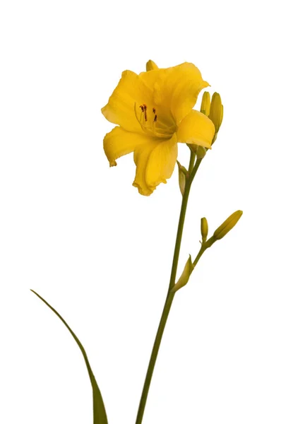 Yellow Daylily Hemerocallis Sort Winning Ways Білому Тлі Ізольованих — стокове фото
