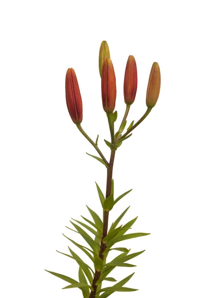 Gałąź Czerwonych Lilii Azjatyckie Hybrydy Pączkami Kwitnący Kwiat Rodzaj Ryabinka — Zdjęcie stockowe