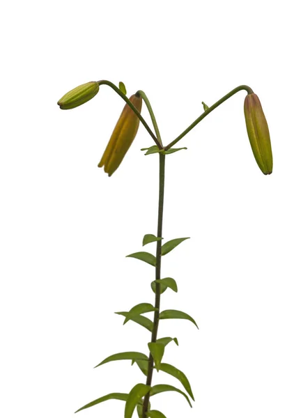 Branch Yellow Lilies Citronella Asian Hybrids Buds Blossoming Flower White — Stock Photo, Image