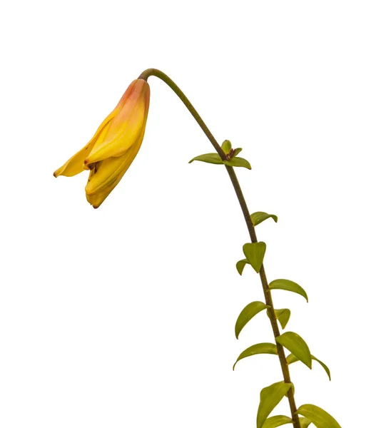 Гілка Жовтих Лілій Citronella Азіатських Гібридів Бруньками Квіткою Цвіте Білому — стокове фото