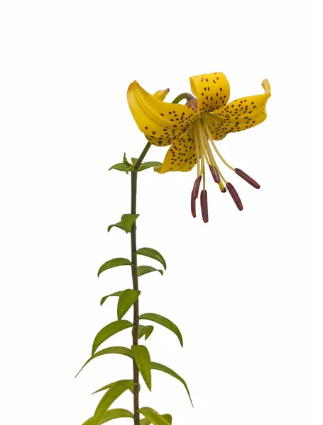 Ramo Lírios Amarelos Citronella Híbridos Asiáticos Com Botões Uma Flor — Fotografia de Stock