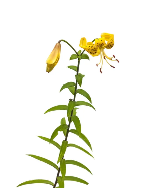 Branch Yellow Lilies Citronella Asian Hybrids Buds Blossoming Flower White — Stock Photo, Image