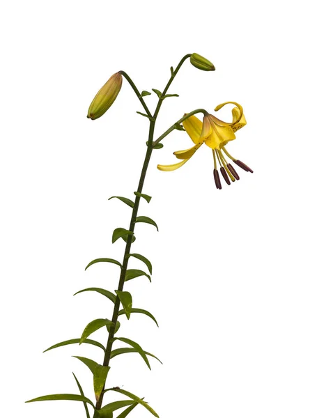 Gałąź Żółtych Lilii Citronella Azjatyckie Hybrydy Pączkami Kwitnącym Kwiatem Białym — Zdjęcie stockowe