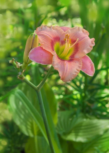 Σολομός Χρώματος Daylily Hemerocallis Elegant Candy Ένα Φυσικό Θολό Φόντο — Φωτογραφία Αρχείου