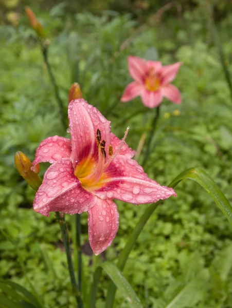 Rosa Hemerocallis Daylily Las Gotas Después Lluvia Sobre Fondo Borroso —  Fotos de Stock