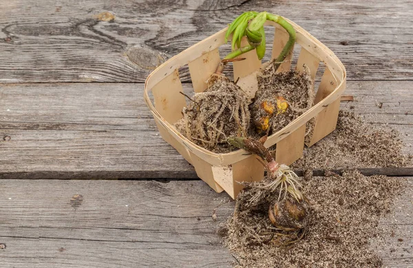 Lily Zwiebeln Einem Korb Vor Dem Pflanzen Auf Einem Holztisch — Stockfoto