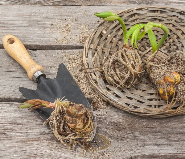 Bombillas Lirio Una Cesta Junto Una Pala Jardín Una Mesa — Foto de Stock