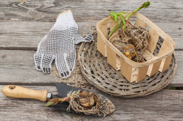 Bombillas Lirio Una Cesta Junto Una Pala Jardín Una Mesa —  Fotos de Stock