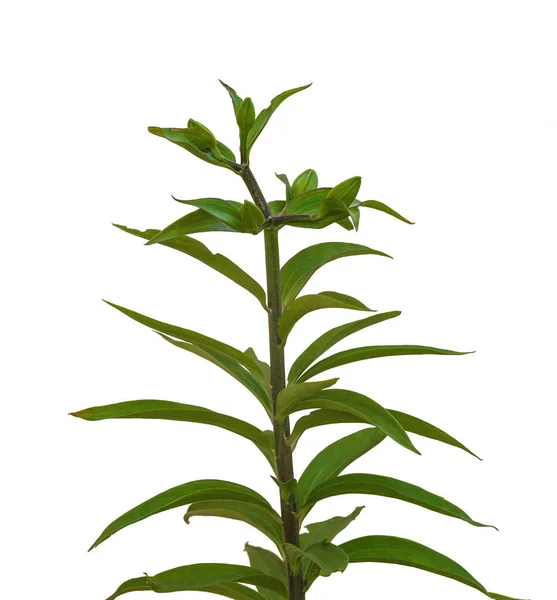 Branch Lily Lilium Hybrids Bud White Background Isolated — Stock Photo, Image