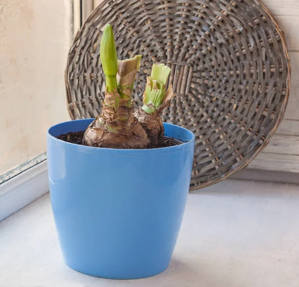 Bud Hippeastrum in a blue pot on the windowsill — Stock Image Bud Hippeastrum Blue Pot Windowsill Stock Picture