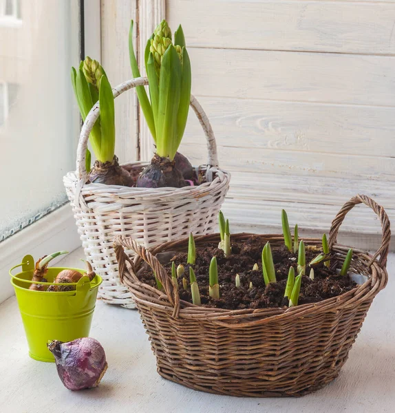 Hyacinths Tulips Basket Forced Flowering Window Stock Photo