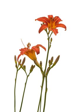 Tek portakallı nilüfer çiçeğinin başı çiy damlalarında, beyaz üzerinde izole.