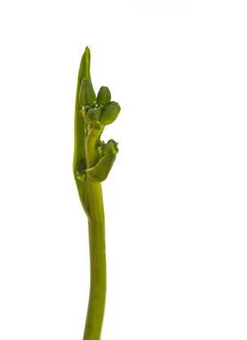 Beyaz arkaplandaki günlük tomurcuklar izole edilmiş