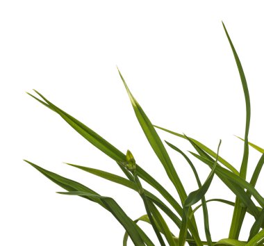 Beyaz arkaplan izolasyonu üzerinde tomurcukları olan günlük çalılıklar (hemerocallis)