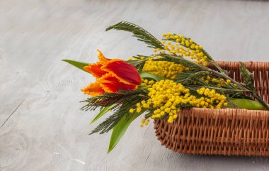 Mimoza buketi ve lale sepetinde gri bir arka planda.