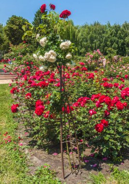 KYIV, UKRAINE-18 Haziran 2017: Botanik Bahçesindeki Tespih Grishko, Kyiv, Ukrayna