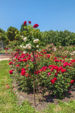 KYIV, UKRAINE-18 Haziran 2017: Botanik Bahçesindeki Tespih Grishko, Kyiv, Ukrayna