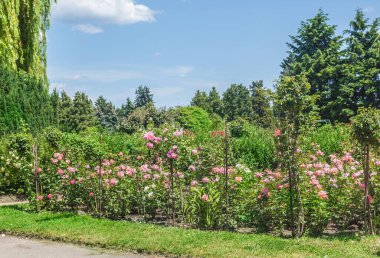 KYIV, UKRAINE-18 Haziran 2017: Botanik Bahçesindeki Tespih Grishko, Kyiv, Ukrayna