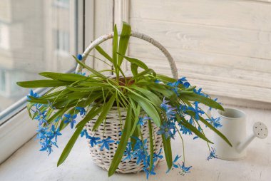 Sepetteki scilla. Penceredeki su kovası.