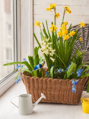 Pencerede sümbüller, nergis ve Scilla.