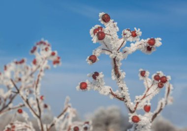 Sorbus torminalis dalları Kış gökyüzünün arka planında donmakta olan böğürtlen yığınlarıyla