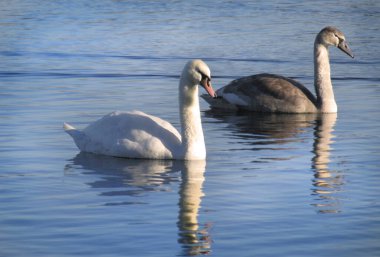 Kışın Dinyeper nehrinde Kiev 'de çift kuğu.