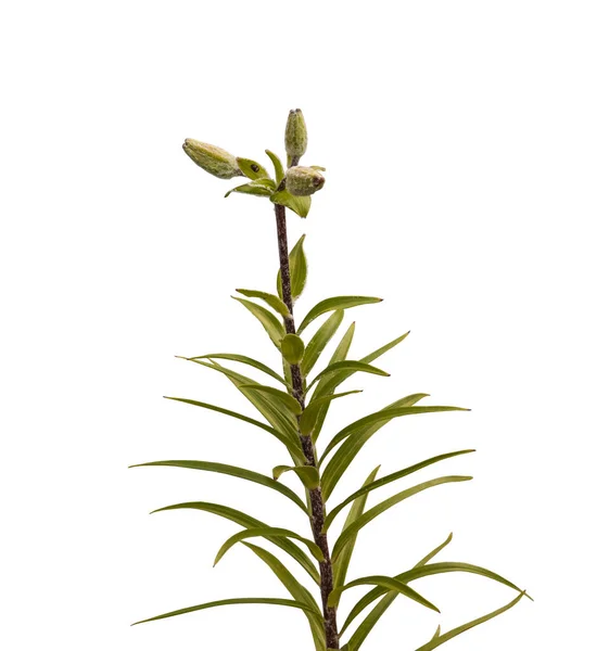Grenen Liljor Asiatiska Hybrider Med Knoppar Vit Bakgrund Isolerad — Stockfoto