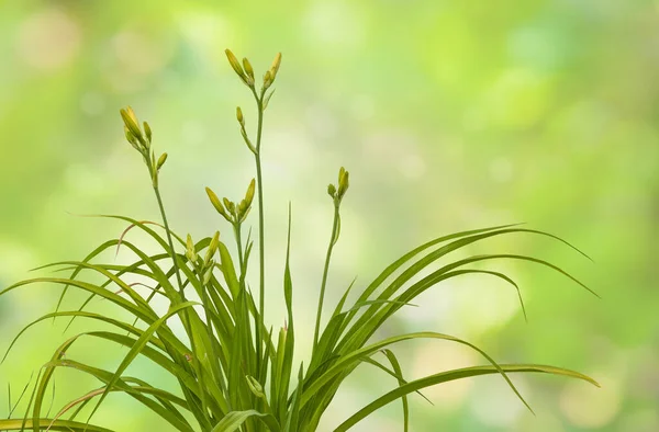 Bush Daylily Hemerocallis Buds Blurred Background — Stock Photo, Image