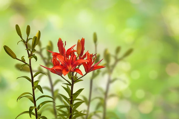 Sommer Verschwommen Hintergrund Mit Roten Lilie Blühenden Asiatischen Hybriden Ryabinka — Stockfoto