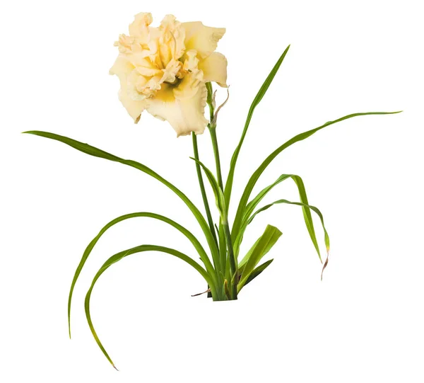 Bush Daylily Hemerocallis Tigela Nata Com Botões Isolamento Fundo Branco — Fotografia de Stock