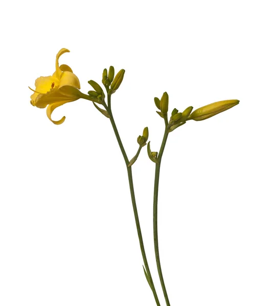 Žlutá Denní Hemerocallis Bílém Pozadí Izolované — Stock fotografie