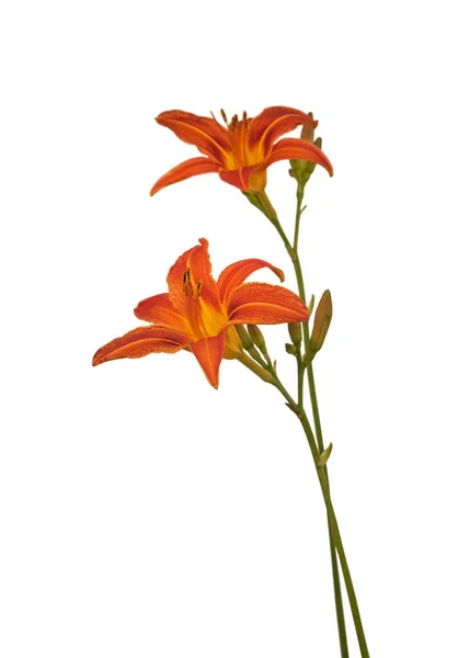 Single Orange Day Lily Flower Head Isolated White — Stock Photo, Image