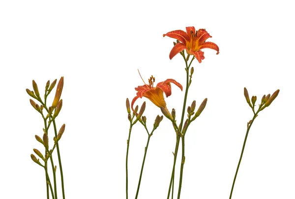 Einzelne Orangefarbene Taglilie Blütenkopf Tautropfen Isoliert Auf Weiß — Stockfoto