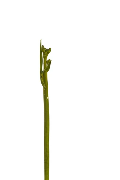 Buds Daylily Fundo Branco Isolado — Fotografia de Stock