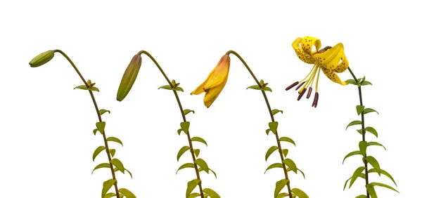 Sekwencja Kwitnącego Kwiatu Żółtych Lilii Citronella Azjatyckie Hybrydy Pączkami Kwitnącym — Zdjęcie stockowe