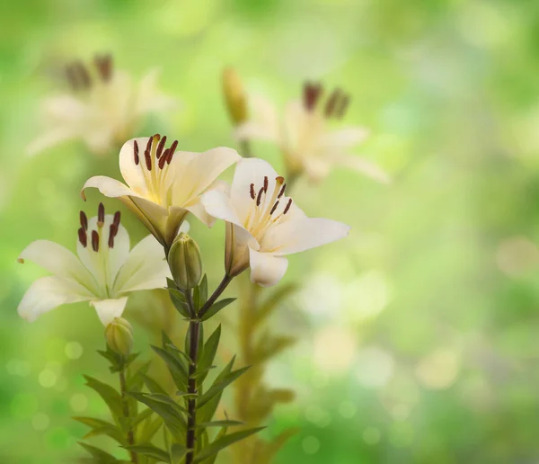 Latar Belakang Musim Panas Kabur Dengan Krim Lily Hybrid Oriental — Stok Foto