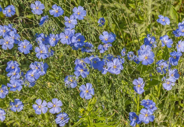 蓝花床蓝色装饰亚麻布的花床 — 图库照片